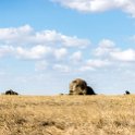 TZA SHI SerengetiNP 2016DEC24 NamiriPlains 055 : 2016, 2016 - African Adventures, Africa, Date, December, Eastern, Month, Namiri Plains, Places, Serengeti National Park, Shinyanga, Tanzania, Trips, Year